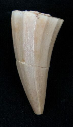 Fossil Mosasaurus Tooth #17031